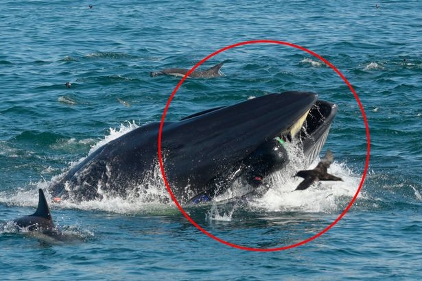 開動囉!鯨魚「張嘴啊姆~」誤吞潛水員愣3秒才吐掉:吃錯了QQ