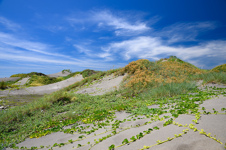 【Z 24200 F/4~F/6.3】一鏡在手，可長可廣，像極了愛情