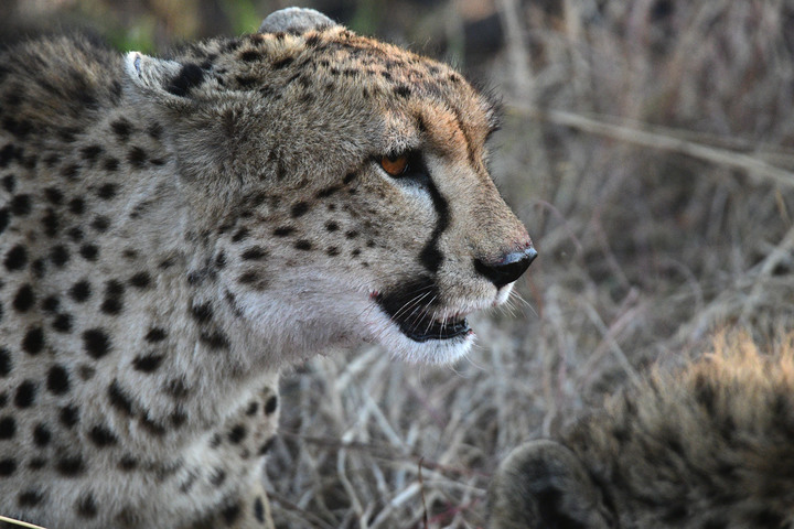 Kenya Safari │ 動物大遷徙 Day 7