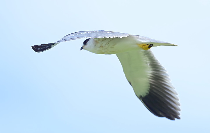 Nikon D6+556PF記錄黑翅鳶亞成鳥大寶、二寶離巢與感謝鳥友們及屏科大協力救助三寶。