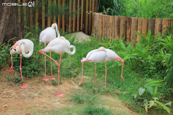 【小惡魔振興券】新竹市立動物園。2019年底重新開幕，逛全台現存最古老動物園，還能欣賞日治時期古蹟