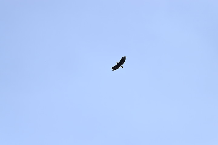 Nikon D6+556PF白化東方大葦鶯