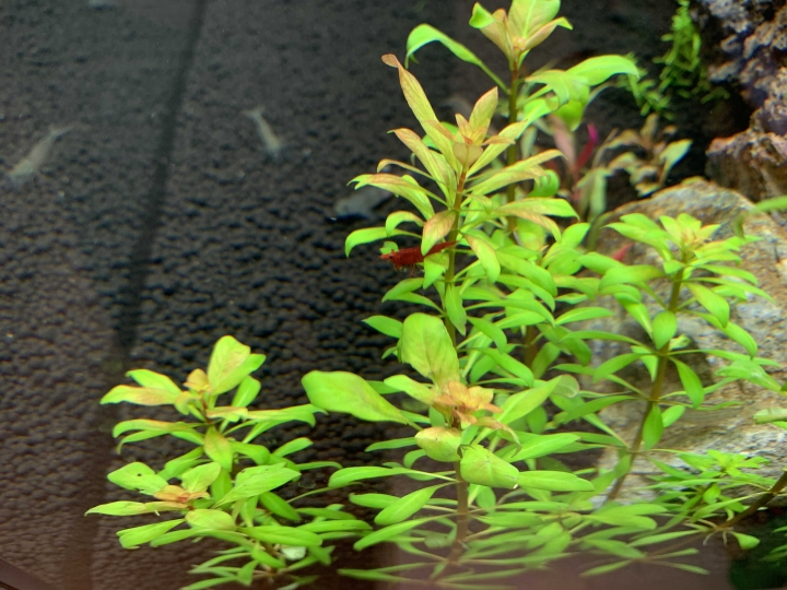 水草種類詢問