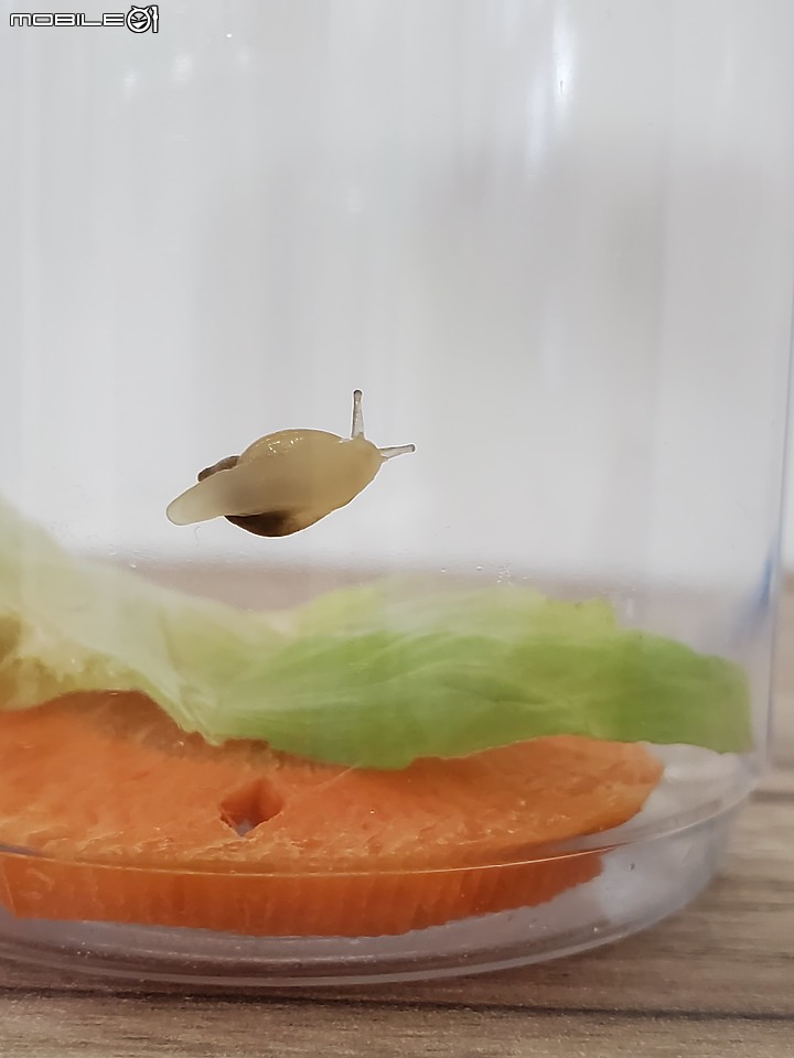 家裡來了可愛的偷渡客