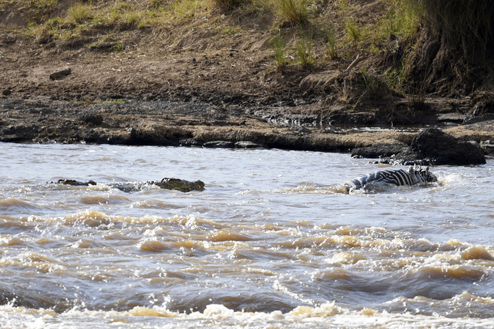 Kenya Safari │ 動物大遷徙 Day 7