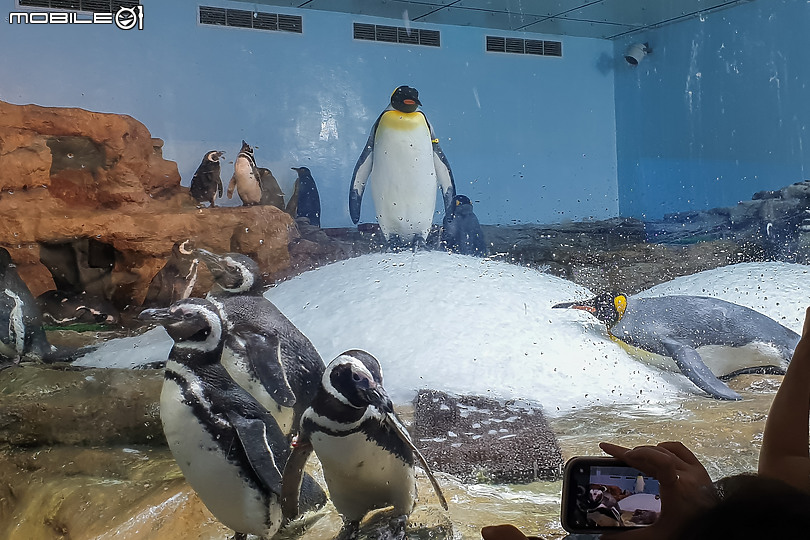搶先看!桃園 Xpark 水族館 夢幻鯊魚悠遊X企鵝陪你喝咖啡