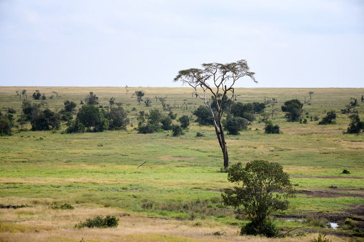 Kenya Safari │ 動物大遷徙 Day 2