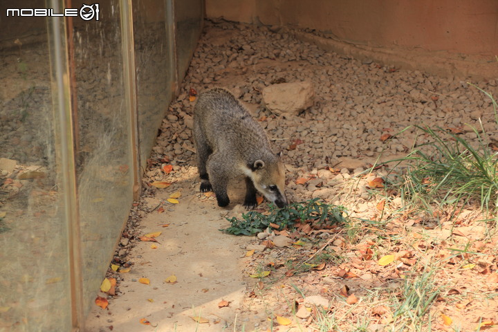 【小惡魔振興券】新竹市立動物園。2019年底重新開幕，逛全台現存最古老動物園，還能欣賞日治時期古蹟