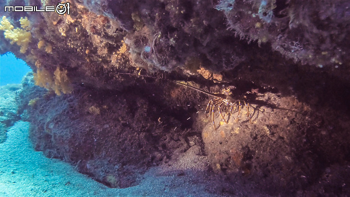 點我看大圖 【潛旅分享】澎湖東吉嶼2天2夜、7船潛。潛點:薰衣草森林、西吉斷層、東西吉廊道、東宮前、大坪前