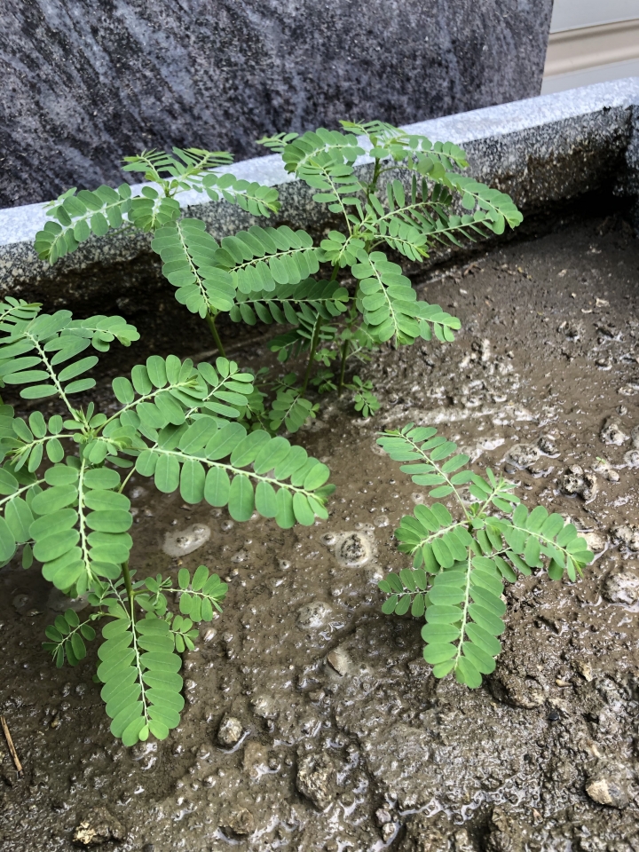 請問這是什麼植物？