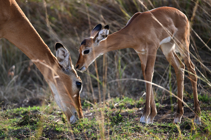 Kenya Safari │ 動物大遷徙 Day 7