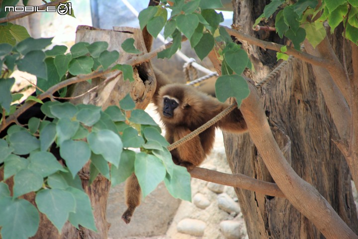 【小惡魔振興券】新竹市立動物園。2019年底重新開幕,逛全台現存最古老動物園,還能欣賞日治時期古蹟