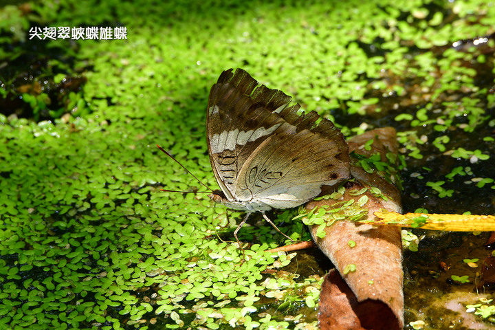 南港新庄仔埤7月生態現勘─捕蚊高手蜻蜓及細蟌