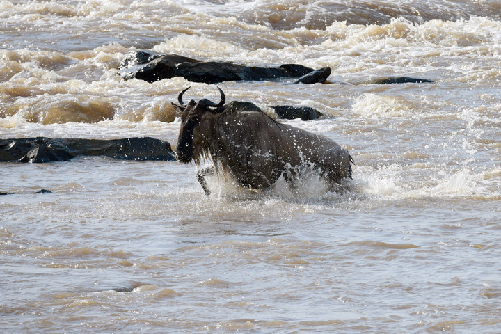 Kenya Safari │ 動物大遷徙 Day 7