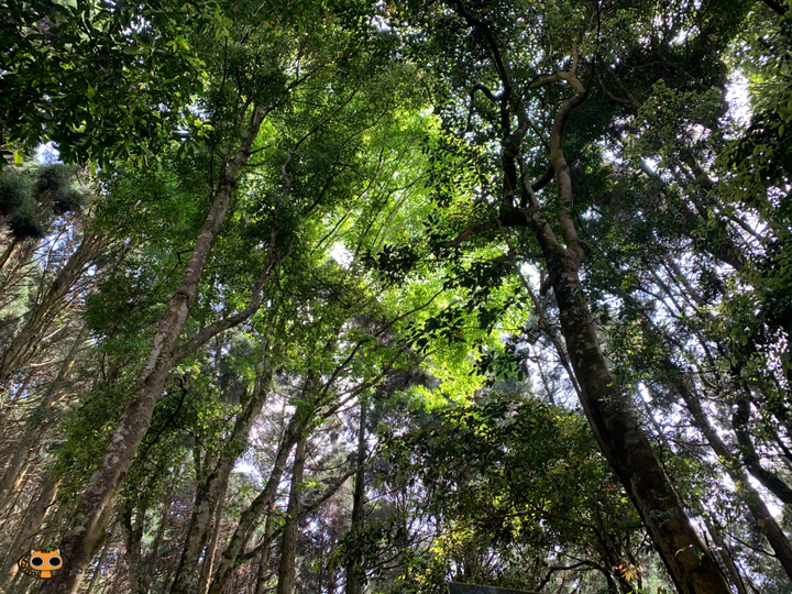 攻頂台版富士山｜加里山包車攻頂一日遊