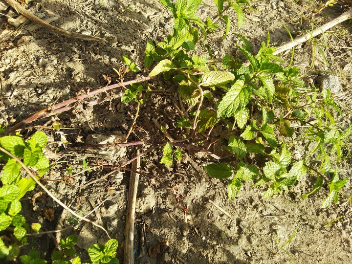 請問這種植物是仙草嗎?