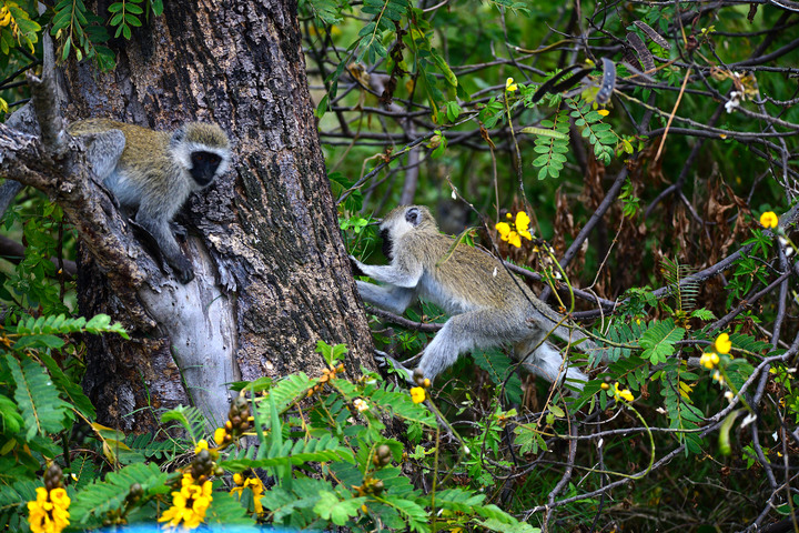 Kenya Safari │ 動物大遷徙 Day 3