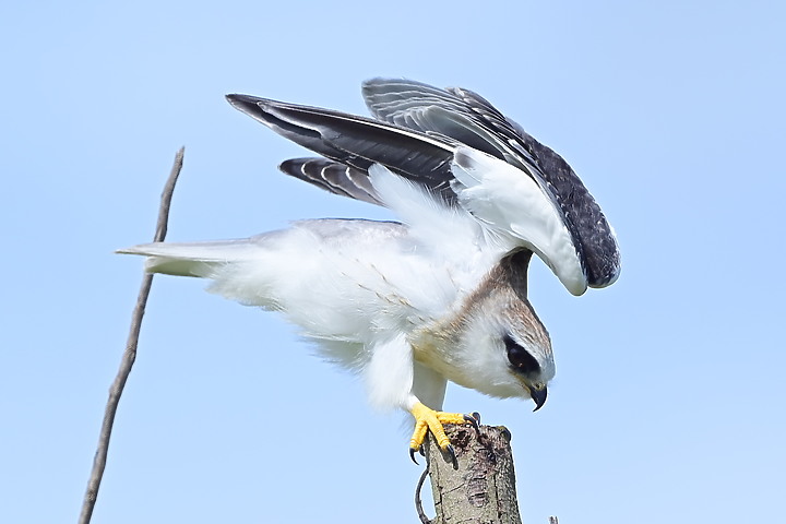 Nikon D6+556PF記錄黑翅鳶亞成鳥大寶、二寶離巢與感謝鳥友們及屏科大協力救助三寶。