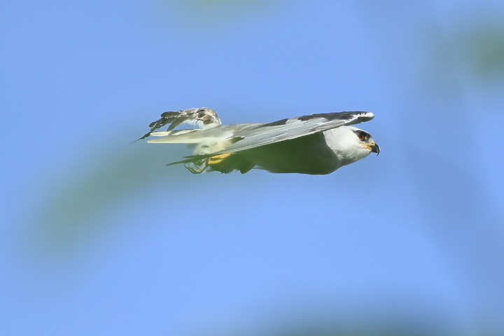 Nikon D6+556PF記錄黑翅鳶亞成鳥大寶、二寶離巢與感謝鳥友們及屏科大協力救助三寶。