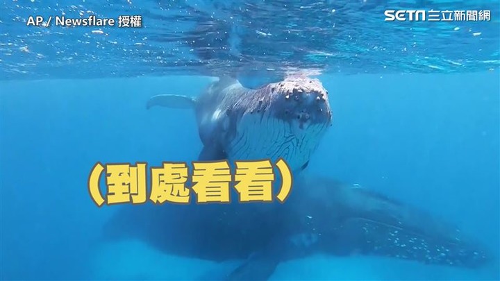 小座頭鯨第一次見到人類緊貼潛水員求一起玩