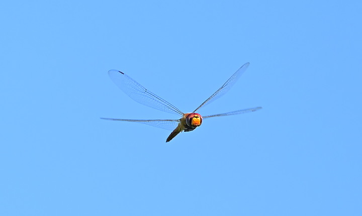 Nikon D6+556PF白化東方大葦鶯