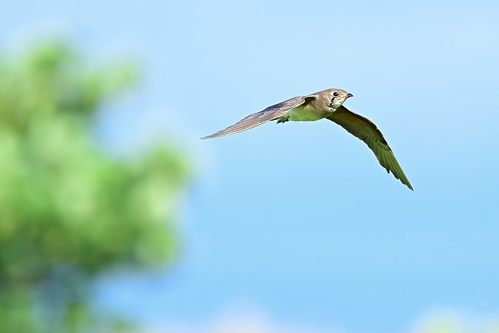Nikon D6+556PF白化東方大葦鶯