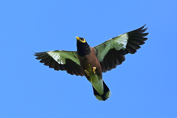 Nikon D6+556PF白化東方大葦鶯