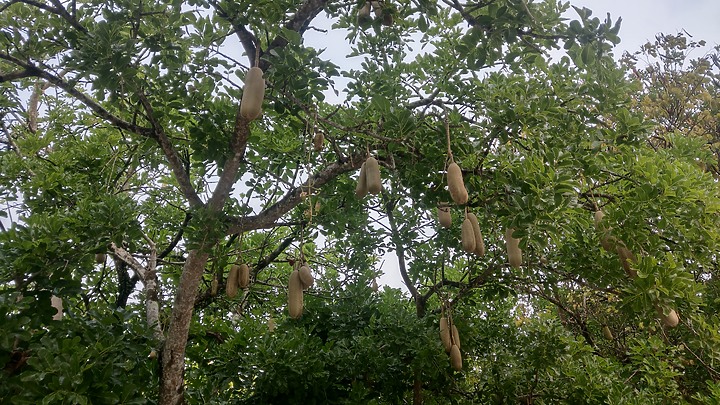 4K嘉義大浦湖濱公園野營