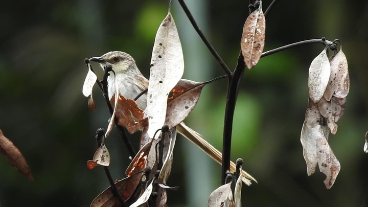 請問這些是什麼鳥？