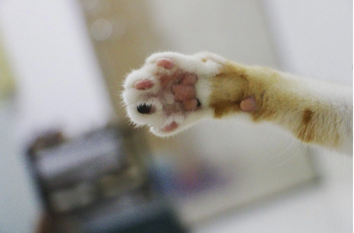 我家哈囉貓咪🐱
