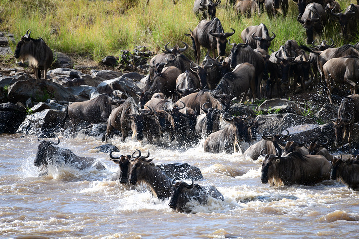 Kenya Safari │ 動物大遷徙 Day 7