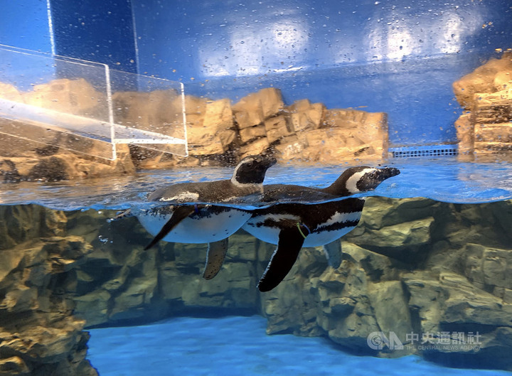 日本橫濱Xpark水族館進駐桃園 企鵝穿梭館內咖啡廳