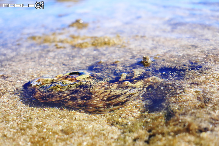 點我看大圖 (映像旅行) 到後壁湖泡水消暑一“夏" in 屏東恆春鎮 feat. Canon PowerShot G1 X Mark III