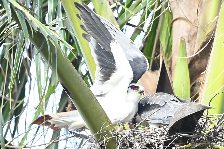 Nikon D6+556PF記錄黑翅鳶亞成鳥大寶、二寶離巢與感謝鳥友們及屏科大協力救助三寶。