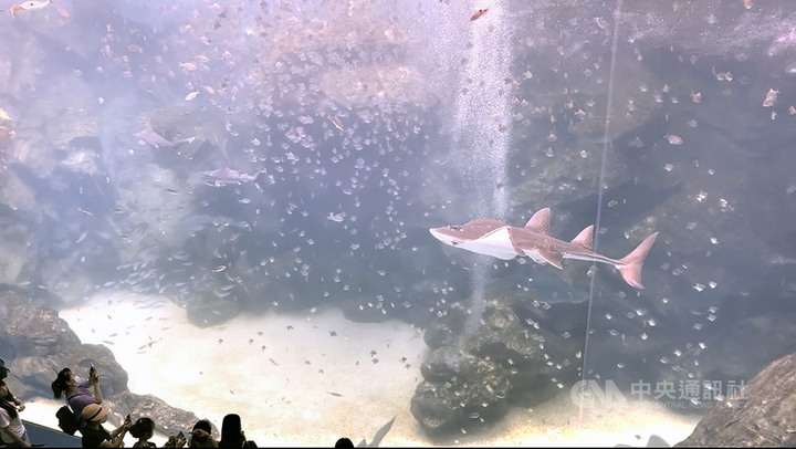 日本橫濱Xpark水族館進駐桃園 企鵝穿梭館內咖啡廳