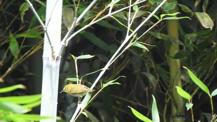 請問這些是什麼鳥？