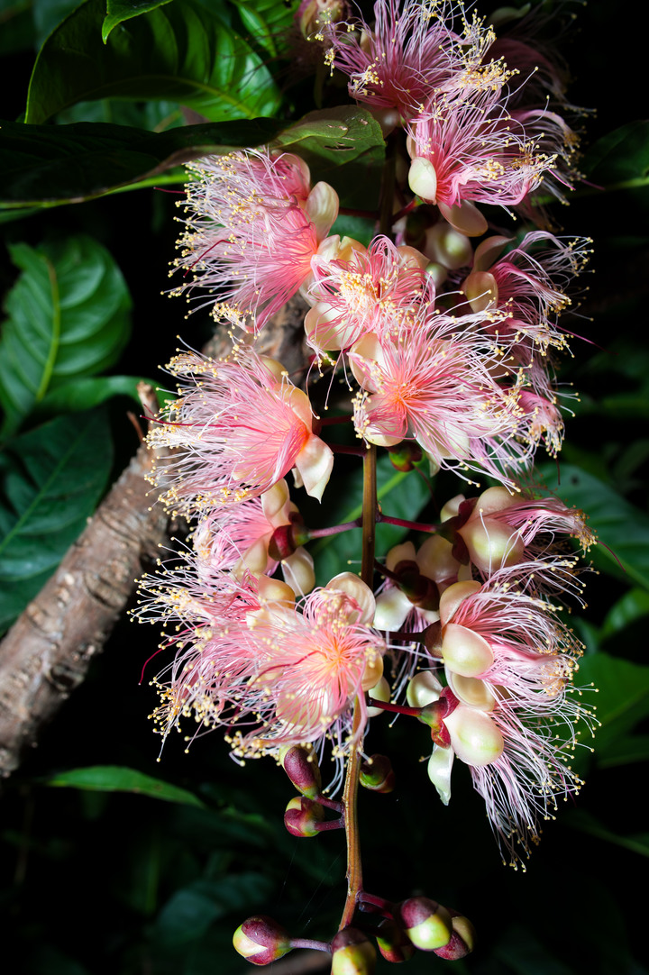 生態拍攝  穗花棋盤腳