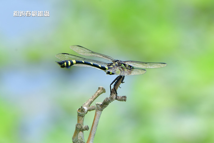南港新庄仔埤7月生態現勘─捕蚊高手蜻蜓及細蟌