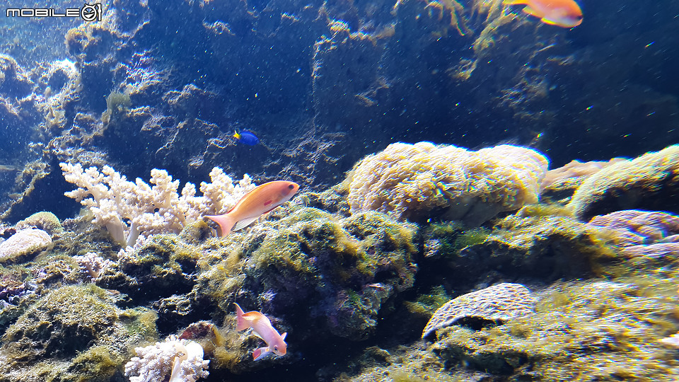 搶先看！桃園 Xpark 水族館 夢幻鯊魚悠遊Ｘ企鵝陪你喝咖啡