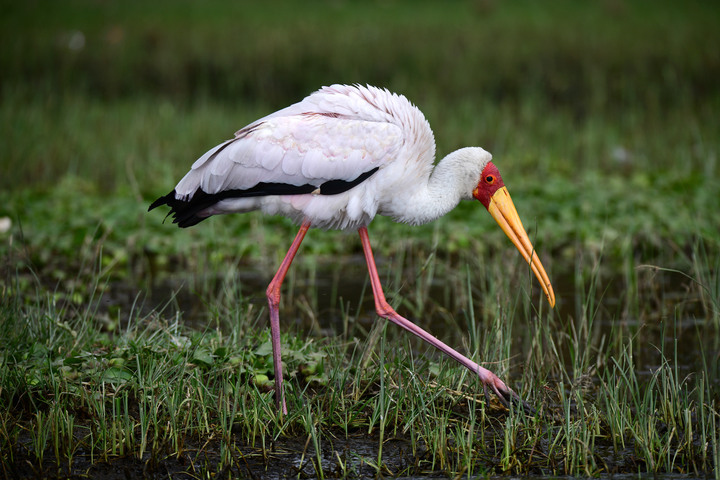 Kenya Safari │ 動物大遷徙 Day 3