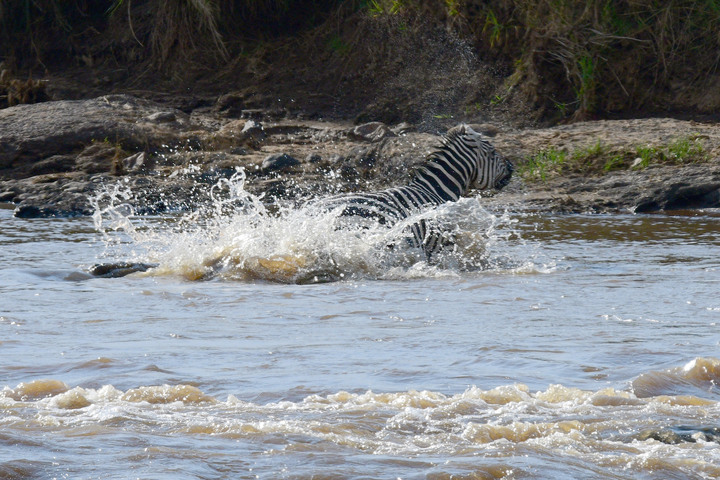 Kenya Safari │ 動物大遷徙 Day 7