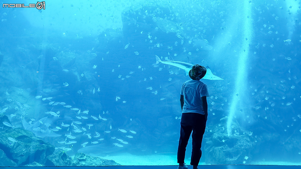 搶先看!桃園 Xpark 水族館 夢幻鯊魚悠遊X企鵝陪你喝咖啡