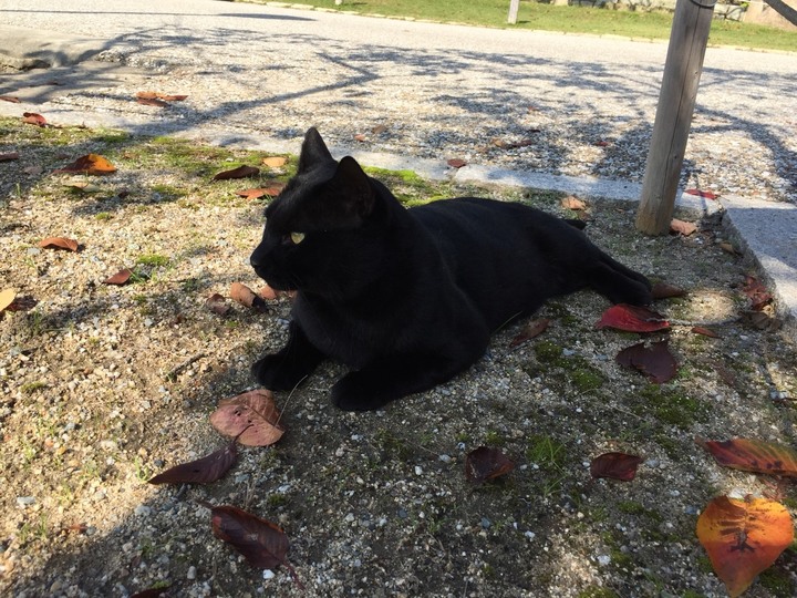 ASUS 我可能不會愛你了...