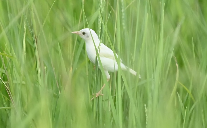 Nikon D6+556PF白化東方大葦鶯