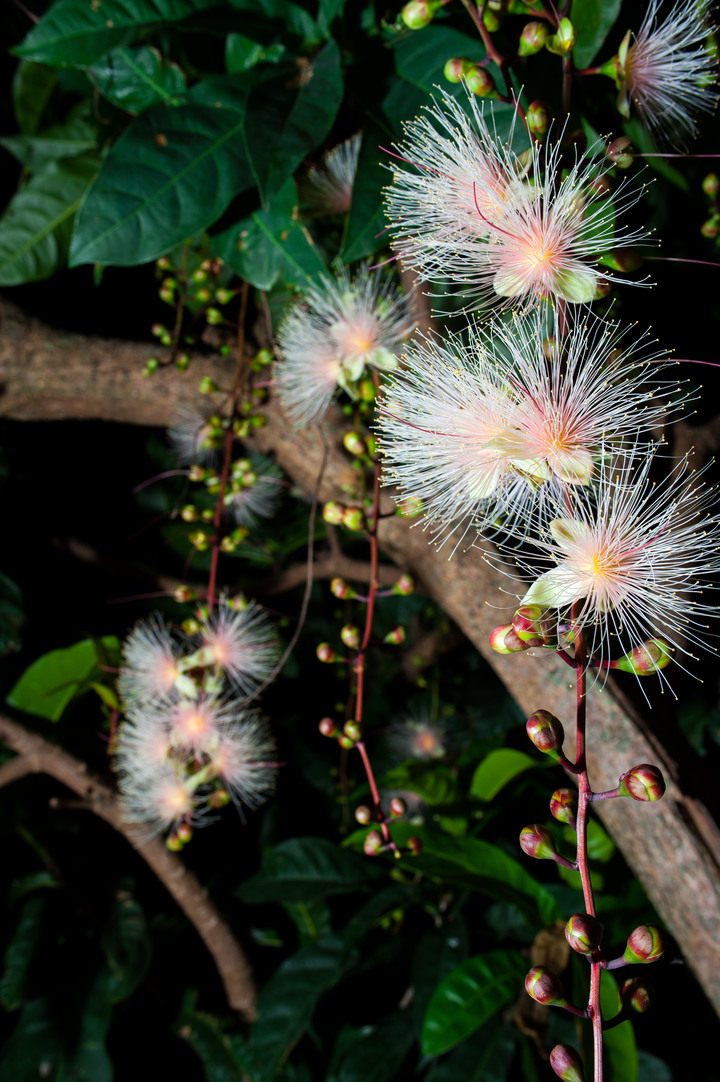 生態拍攝  穗花棋盤腳