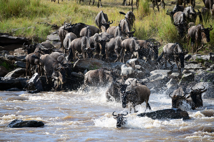 Kenya Safari │ 動物大遷徙 Day 7