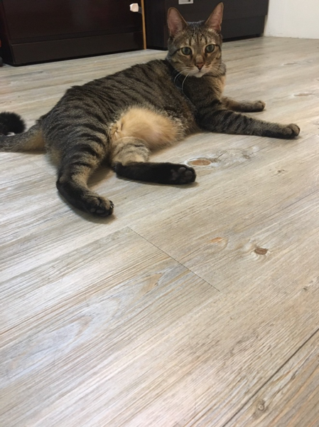 搬新家～DIY把原本的深色地板改掉了