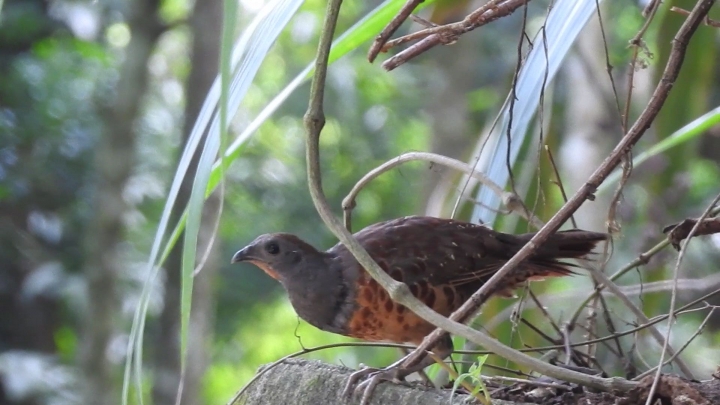 請問這是什麼鳥？