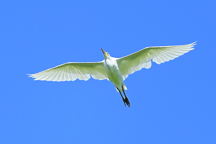 Nikon D6+556PF白化東方大葦鶯