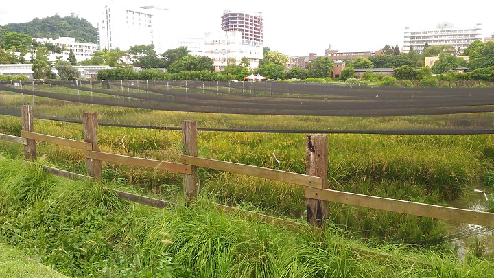 【小惡魔振興劵】 台北輕旅行,在都市中感受田園光和穿越時空的日式風情 - 台灣大學